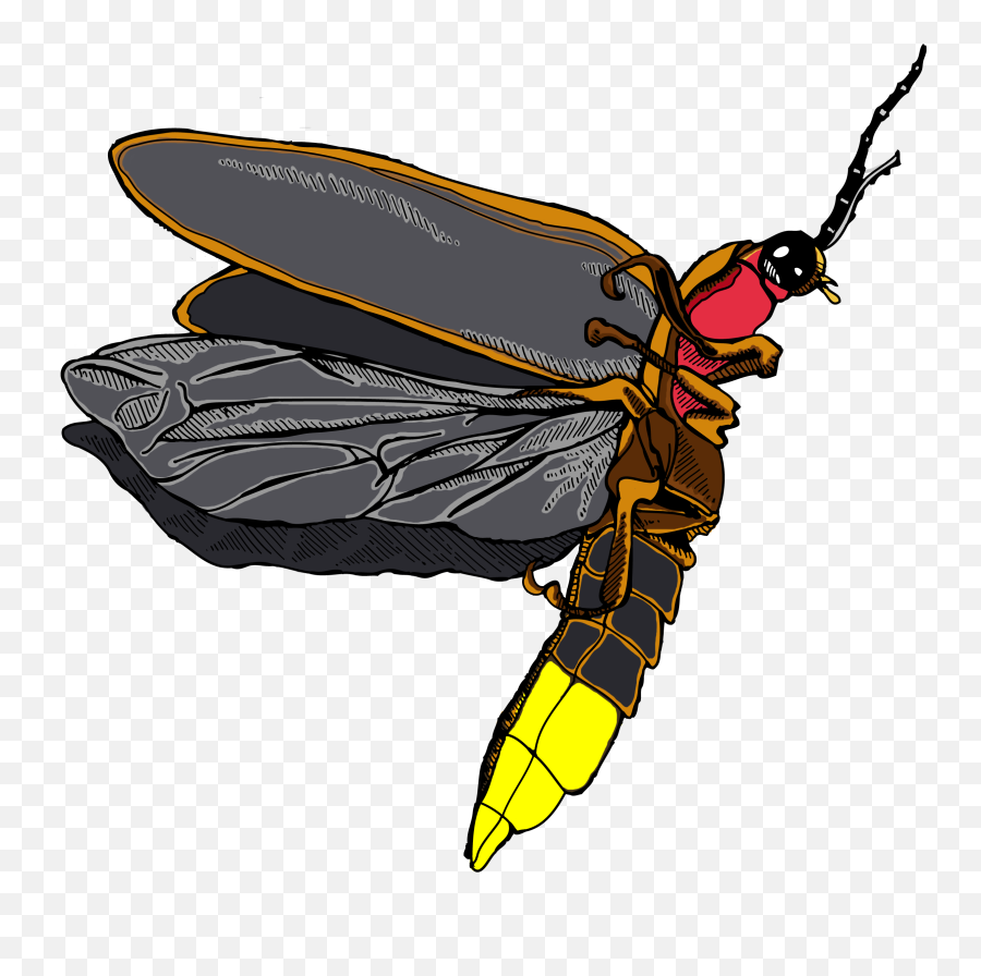 Firefly Insect Png Transparent Png - Transparent Firefly Insect Png Emoji,Firefly Clipart