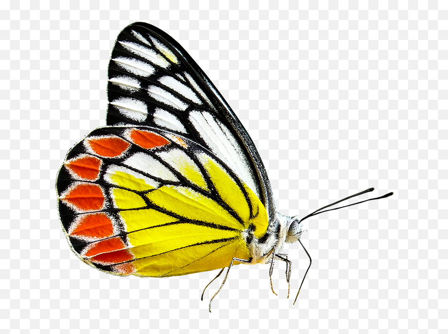Monarch Butterfly Cartoon 29 Buy Clip Art - Butterflies Emoji,Monarch Butterfly Clipart