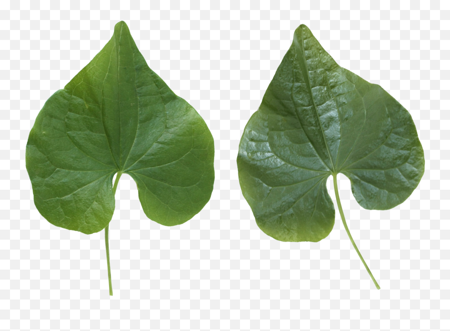 Green Leaves Png Image For Free Download Emoji,Leaves Png