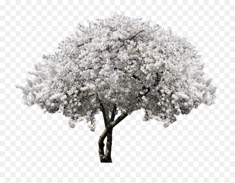 Hd Nature Tree Blossom Bloom Cherry Blossom Spring - Cut Out Blooming Cherry Tree Emoji,Spring Clipart Black And White
