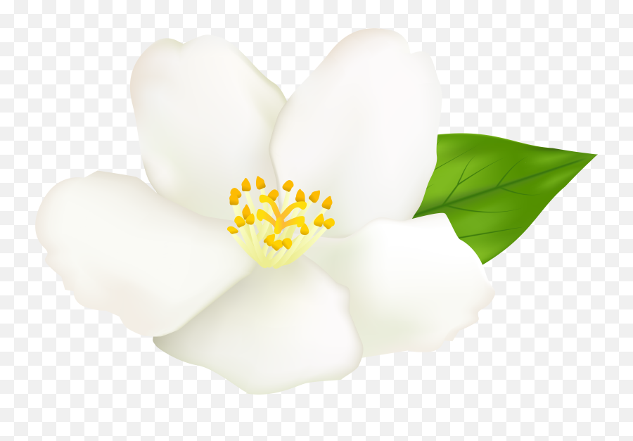 Louisiana Clipart Magnolia Louisiana - Free Clip Art White Flower Emoji,Magnolia Png