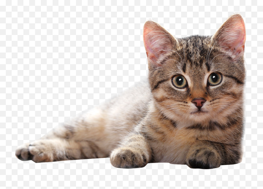 Cat Png - Cat Clipart Transparent Background Emoji,Cat Png