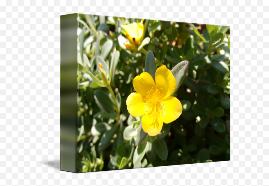Yellow Flower Of Portulaca By Carina Lemos Araujo Emoji,Green And Yellow Flower Logo