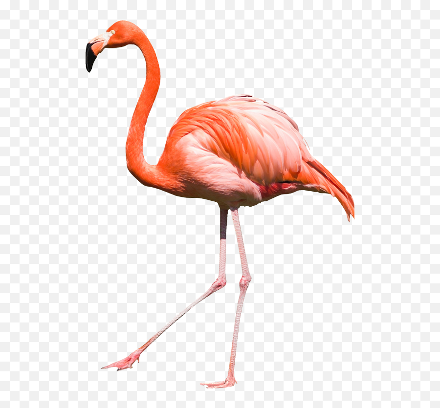 Free Transparent Flamingo Download - Flamingo Png Emoji,Flamingo Clipart