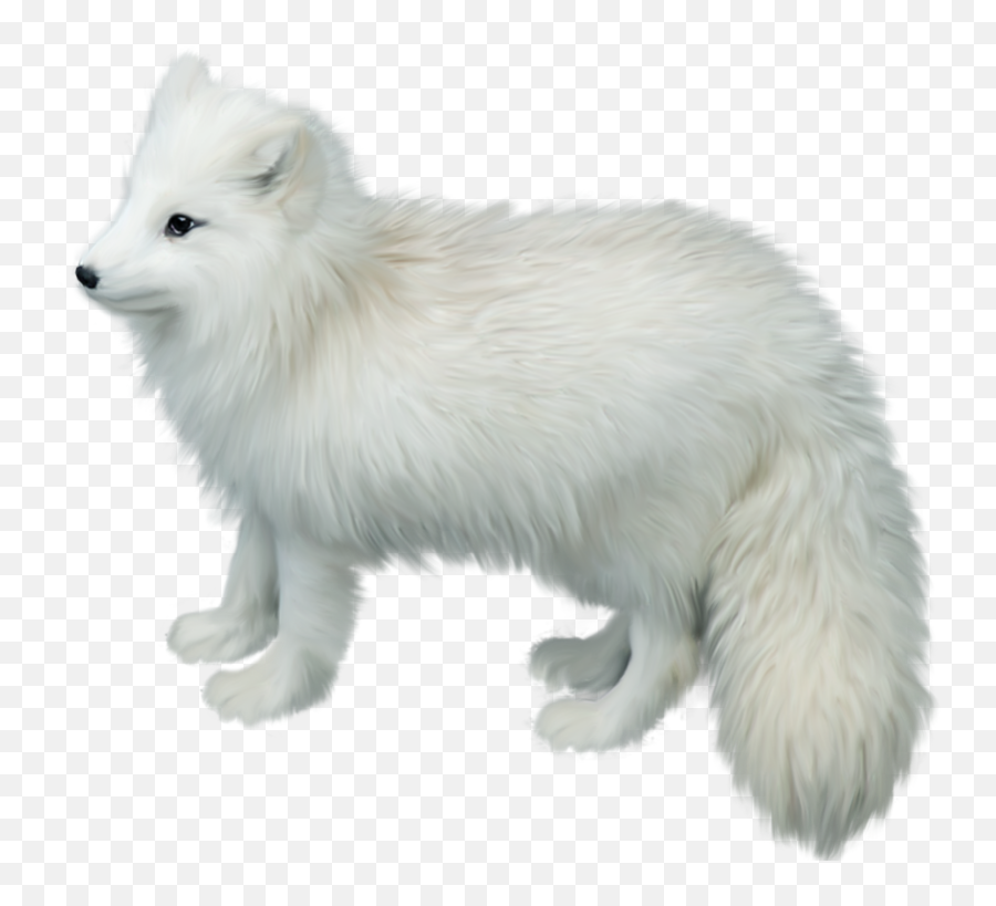 Download Arctic Fox Png Picture - Artic Fox Transparent Background Emoji,Fox Transparent Background
