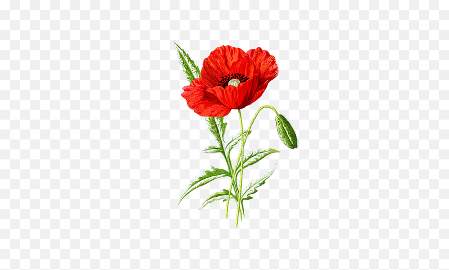 Pixabay - Vintage Poppy Illustration Emoji,Poppy Flower Clipart