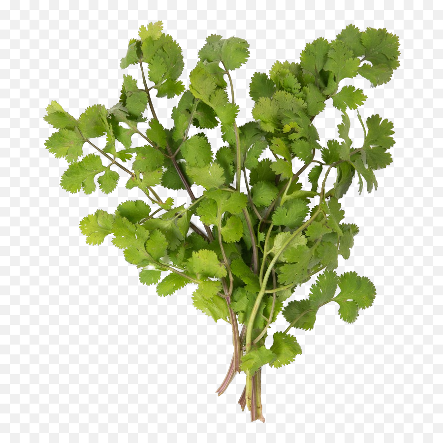 Lettuce Grow Seedling - Fines Herbes Emoji,Cilantro Png