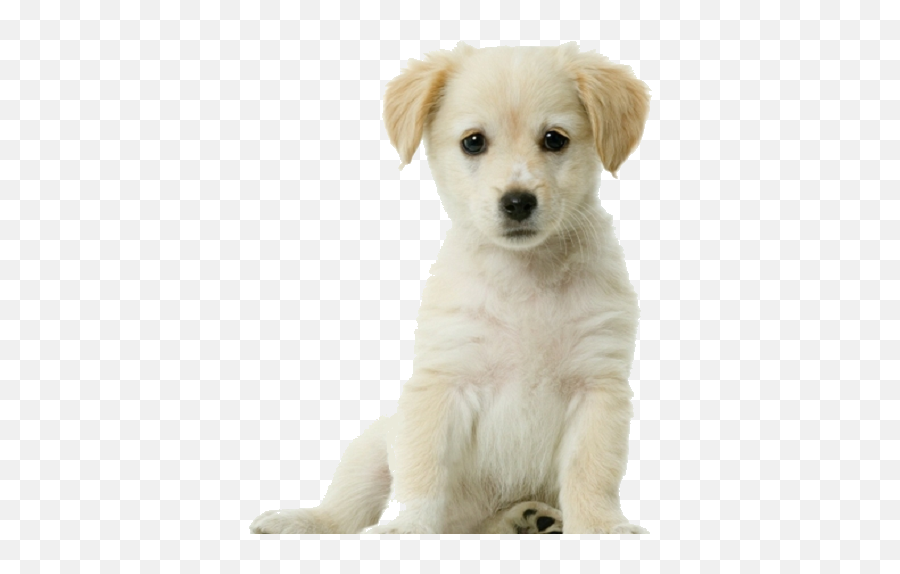 Transparent Background Free - Puppy Harness Boy Emoji,Amazon Logo Transparent Background