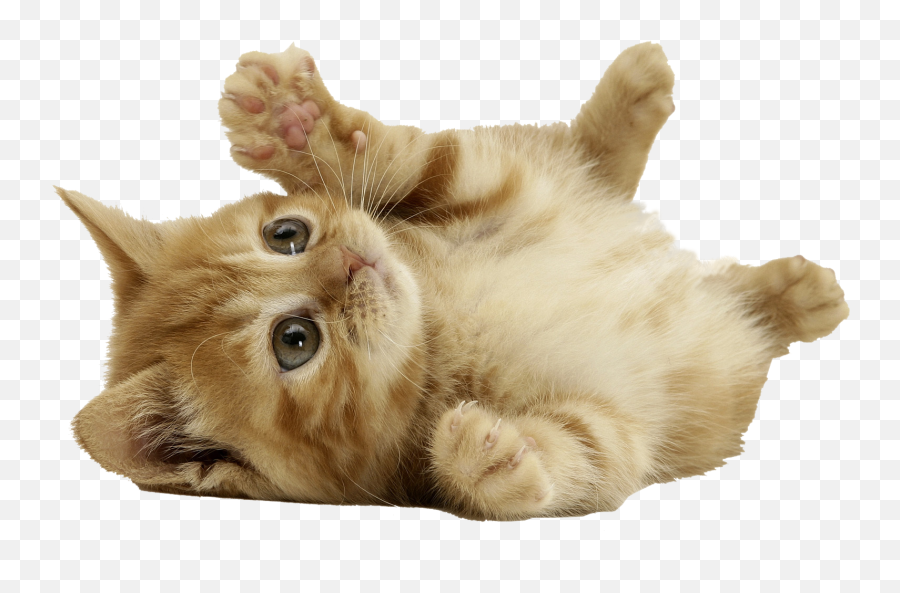 Download Cat Png 2 Hq Png Image - Kitten Cat No Background Emoji,Cat Png