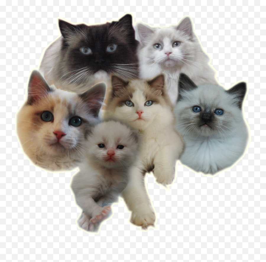Ragdoll Cat Transparent Png All - Kitten Transparent Background Emoji,Cat Transparent Background