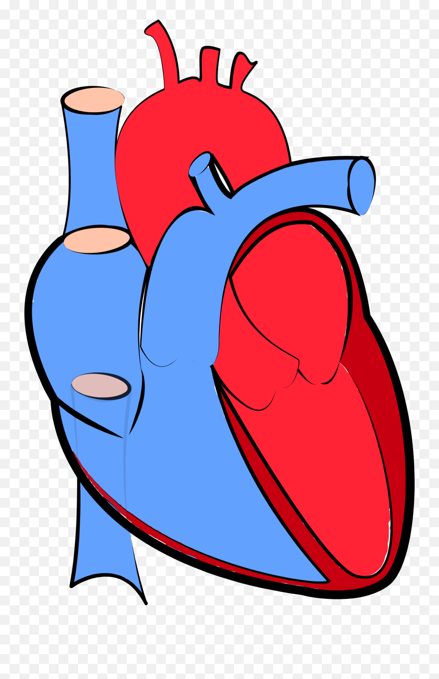 Human Heart 1700453 1280 Copy - Real Transparent Heart Png Transparent Heart Png Real Emoji,Human Heart Clipart
