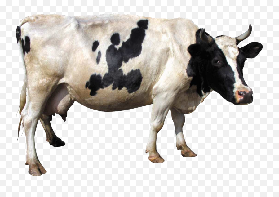Black White Cow From Side - Transparent Cow Png Cow Png Emoji,Cow Clipart Black And White