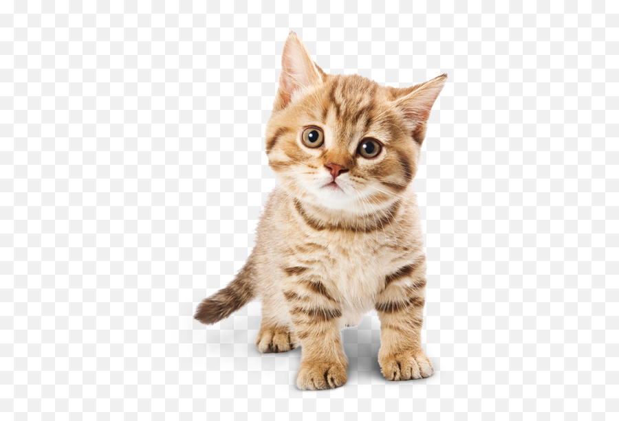 Download Adorable Cat Hq Png Image - Cat Png Emoji,Cat Png