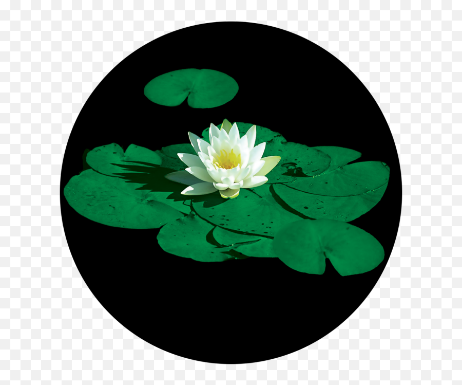 Stunning Lily Pad - Lily Pad Flower Transparent Cartoon Emoji,Lily Pad Flower Clipart