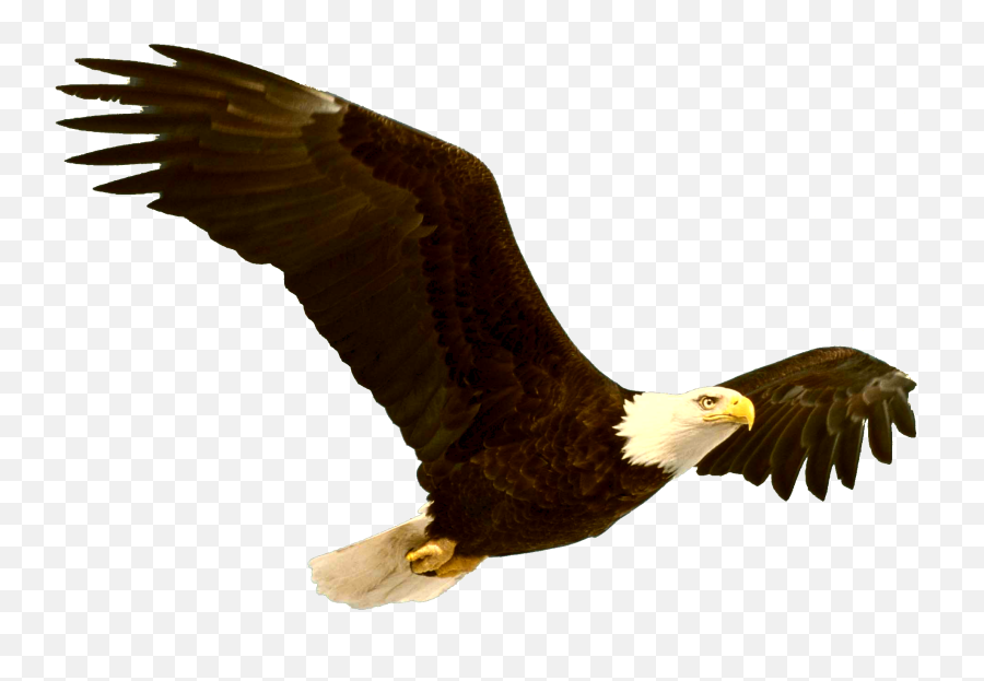 Eagle Clip - Bald Eagle Emoji,Eagle Clipart