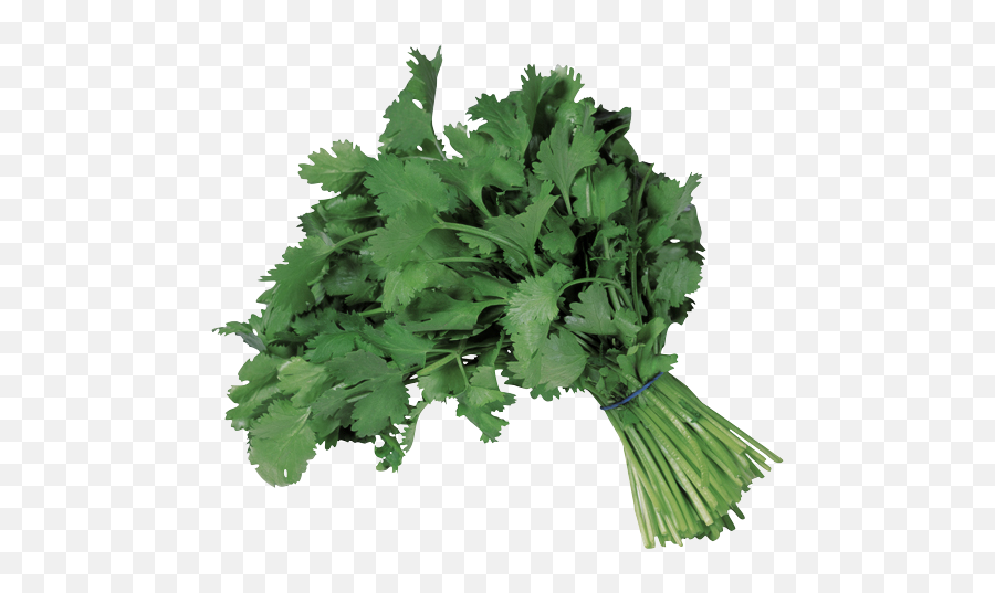 Download Hd Cilantro Bunched - Parsley Leaves In Ghana Emoji,Cilantro Png