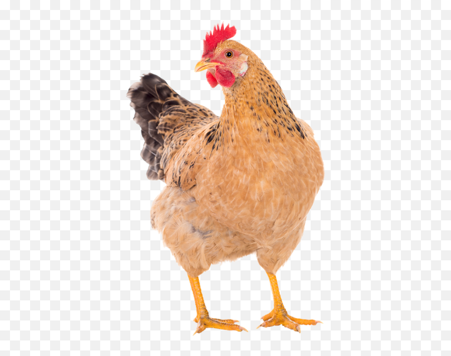 Download Chicken Free Png Transparent - Transparent Background Chicken Png Emoji,Chicken Transparent Background