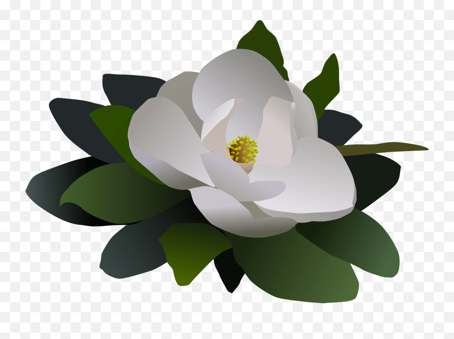 Magnolia Flower Flor - Magnolia Flower Clipart Emoji,Magnolia Png