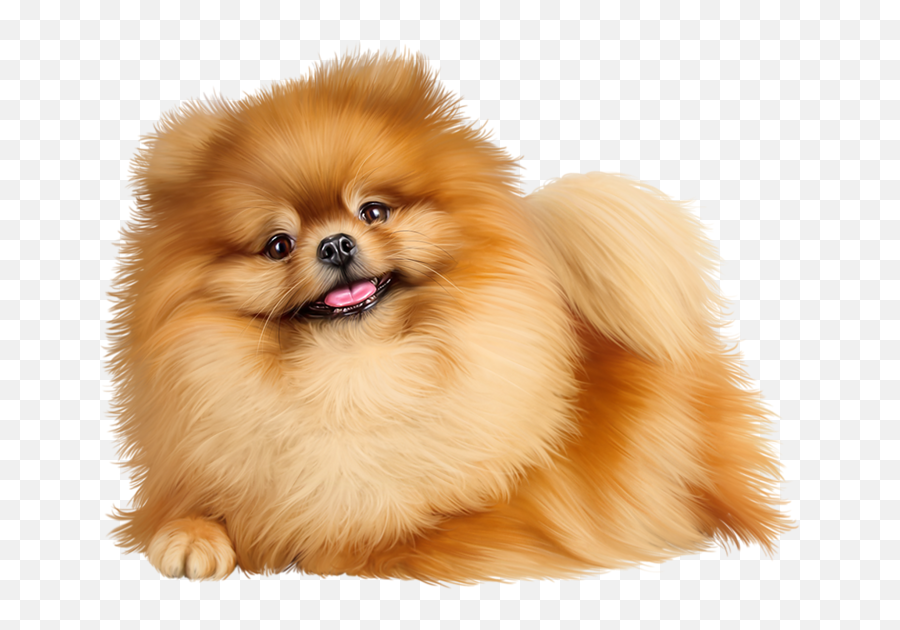 Download Pomeranian Png Png Image With Emoji,Pomeranian Png