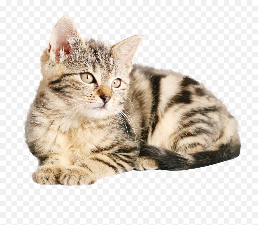 Cat Png - Sorry For The Loss Of Your Cat Emoji,Cat Png