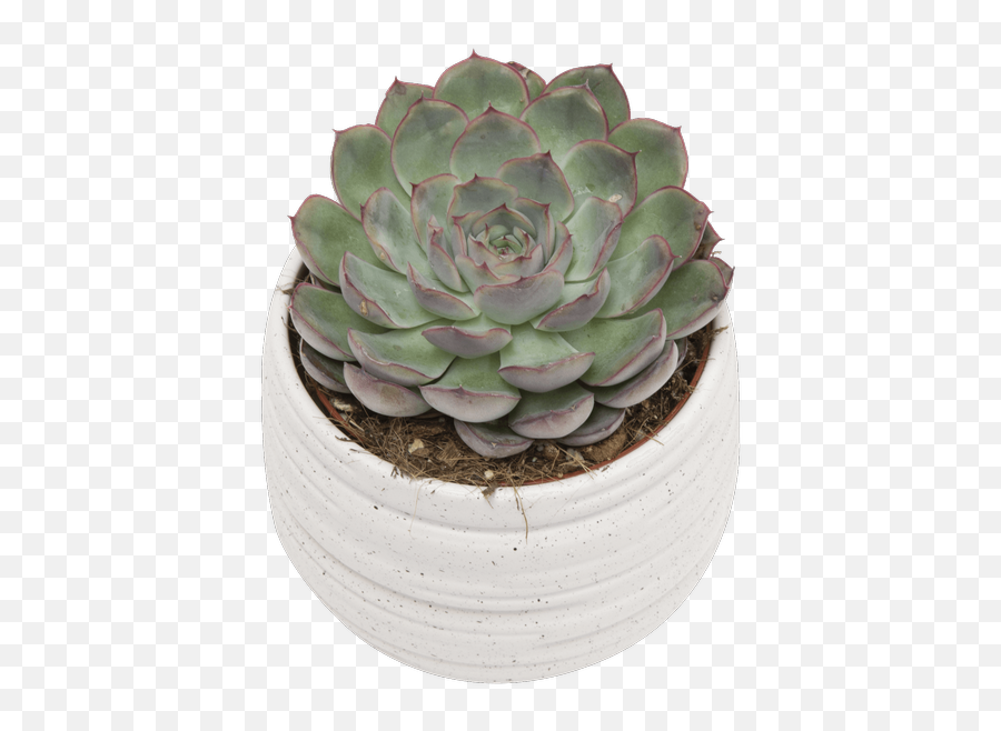 Hercules Succulent Royeru0027s Flowers And Gifts - Flowers Emoji,Succulent Transparent Background