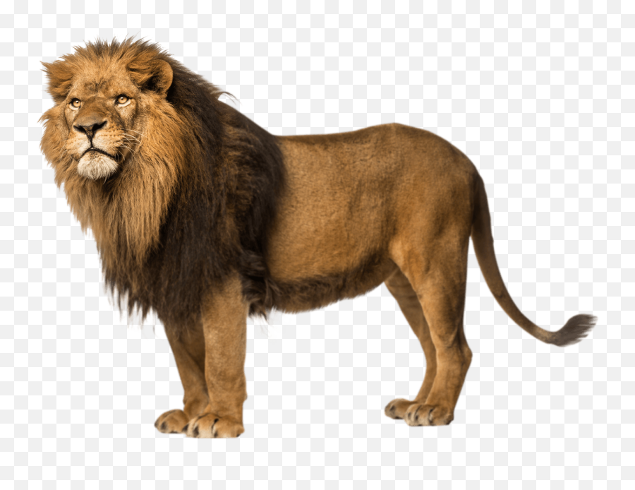 Lion Clipart Free - Lion Png Emoji,Lion Clipart
