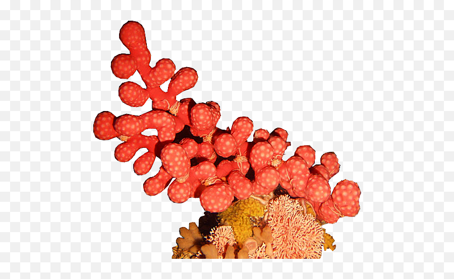Deep Sea Coral Png Transparent Png - Red Sea Coral Png Emoji,Coral Png
