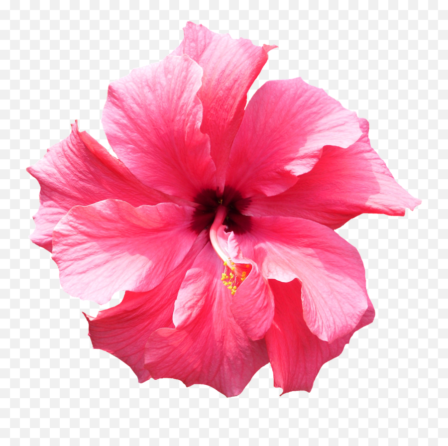 Hibiscus Pink Tropical Flower Png Picpng - Boochcraft Kombucha Emoji,Pink Flowers Png