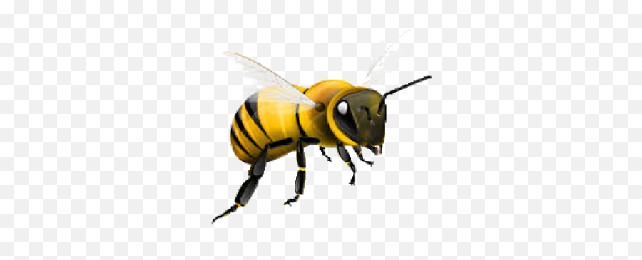 Flying Honey Bee Transparent Background - Transparent Background Honey Bee Clipart Emoji,Bee Transparent
