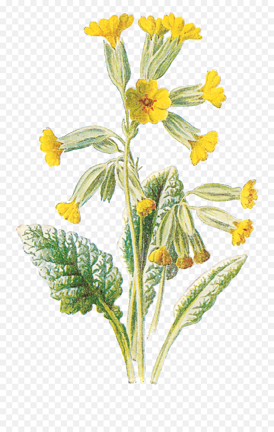 Flower Free Wildflower Botanical Artwork Digital Clip - Cowslip Illustration Emoji,Wildflower Clipart