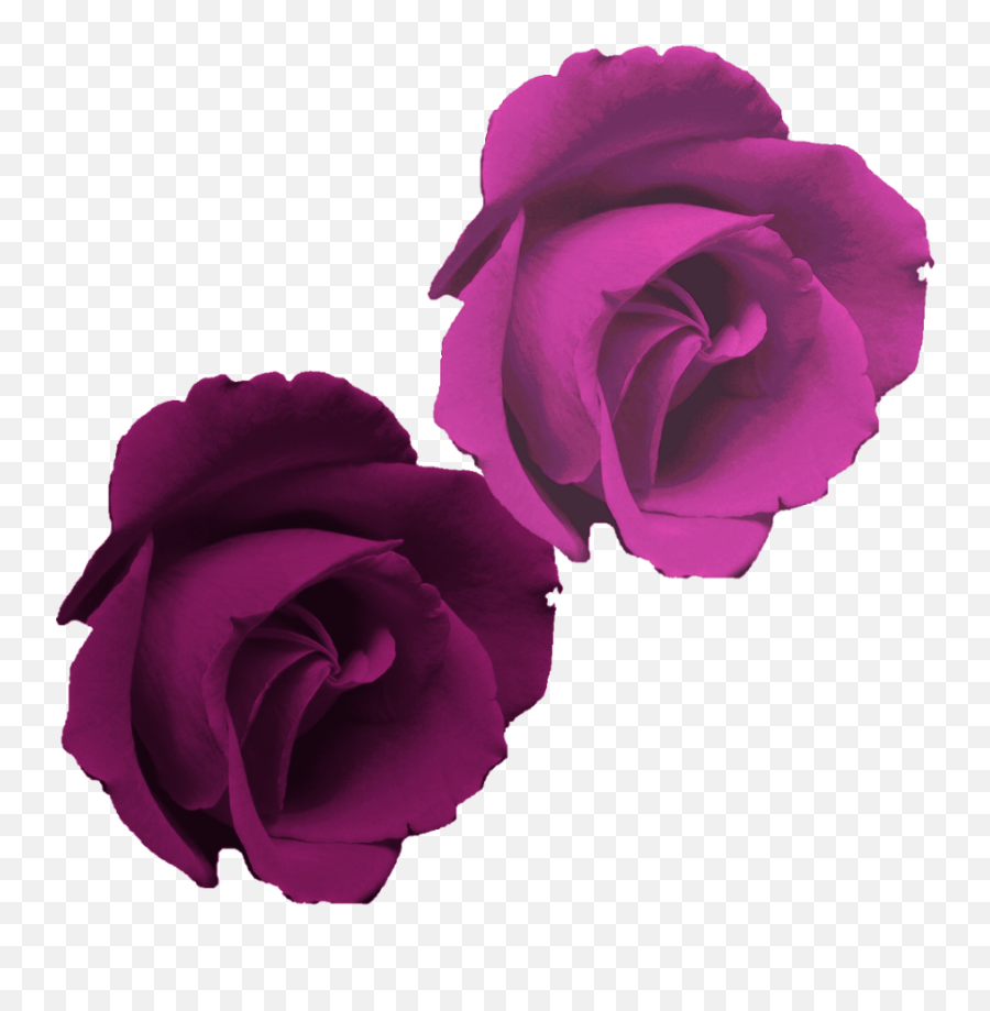 Download Rosa Morada Flor Png Png Image With No Background - Rose Emoji,Flor Png