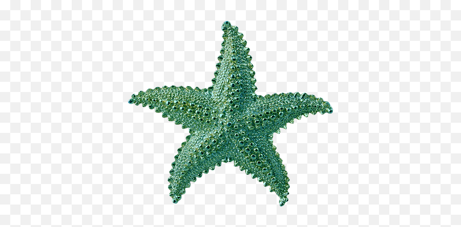 Starfish Transparent Png Image Ideas - Transparent Starfish Png Emoji,Star Fish Png