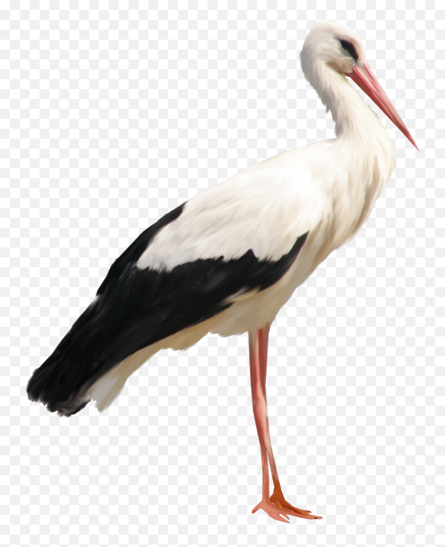 Stork Png Emoji,Stork Png