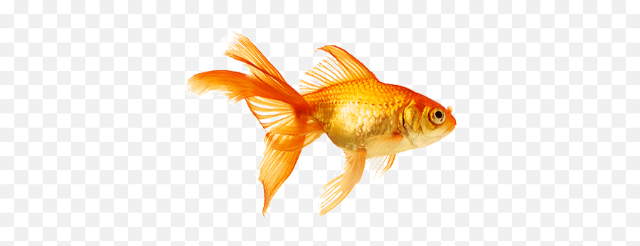 Top Goldfish Gif Stickers For Android U0026 Ios Gfycat Emoji,Fish Emoji Png