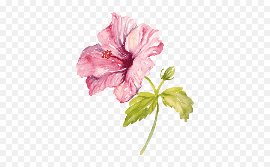 Flower Pink Flower Sticker - Flower Pink Flower Gumamela Emoji,Pink Flower Transparent