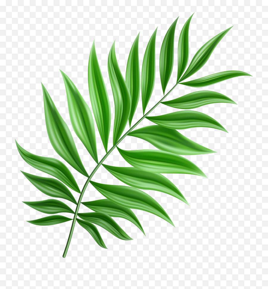 Green Palm Leaf Png Clipart Transparent - Palm Leaf Clipart Emoji,Leaf Png