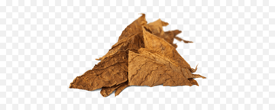 Tobacco Brown Leaves Pictures Of - Tobacco Leaf Png Transparent Emoji,Leaves Png