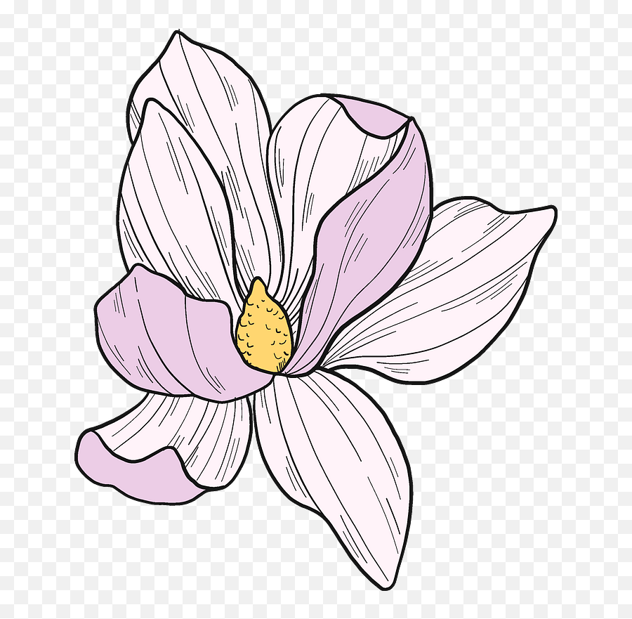 Magnolia Flower Clipart - Magnolia Flower Outline Png Emoji,Magnolia Png