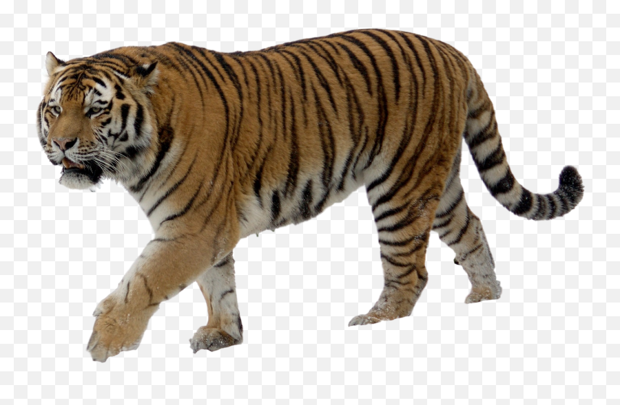 Tiger Png - Tiger Png Emoji,Tiger Png