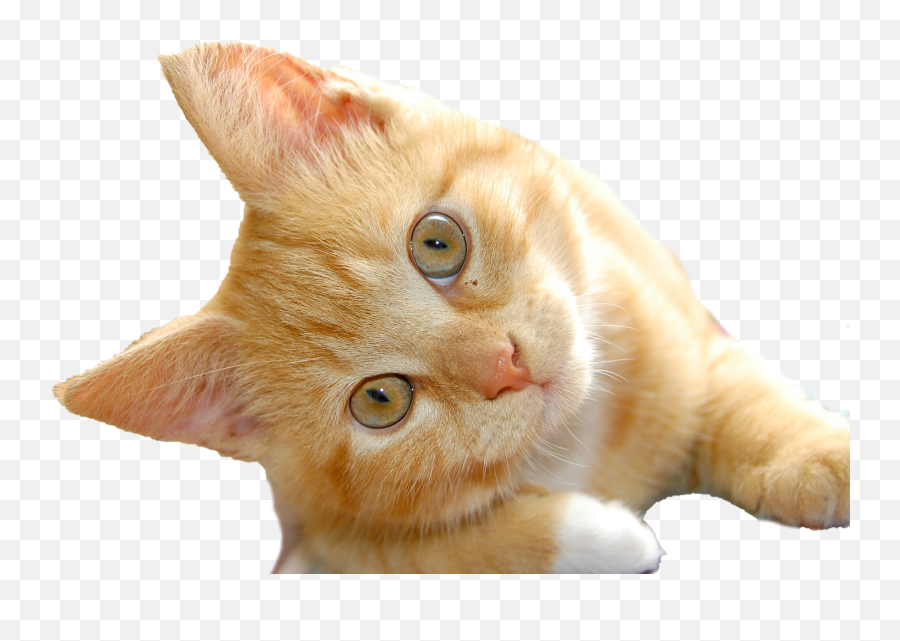 Cat Png Clipart Background Emoji,Cat Png