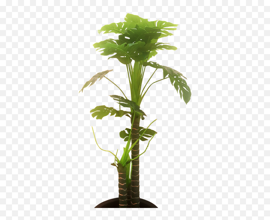 Free Photo High Resolution Tree Plant Bamboo Leaves Green Emoji,Bamboo Leaves Png