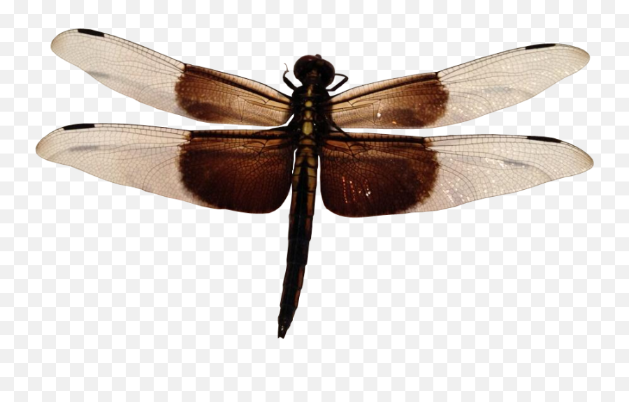 Dragonfly Png Image - Hd Insect With Transparent Background Emoji,Dragonfly Png