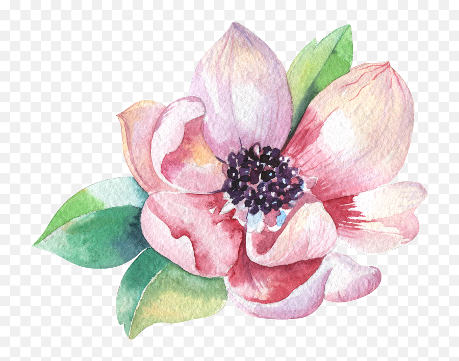 Magnolia - Watercolor Magnolia Flower Emoji,Magnolia Png