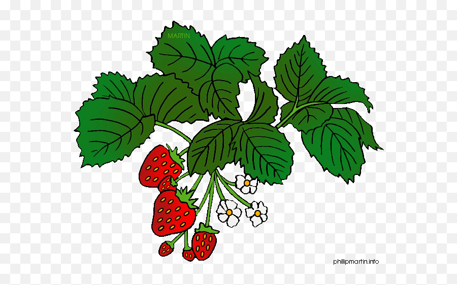 Strawberry Everbearing Plants For Sale - Farms Nursery Emoji,Harvesting Clipart