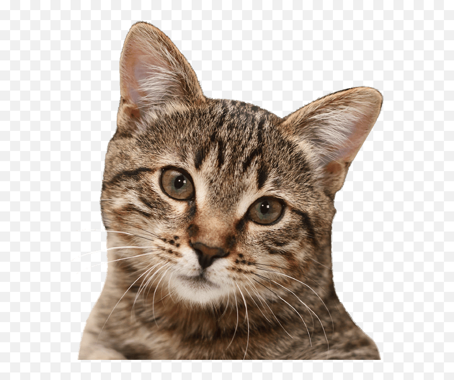 Cat Png - Cat Emoji,Cat Png