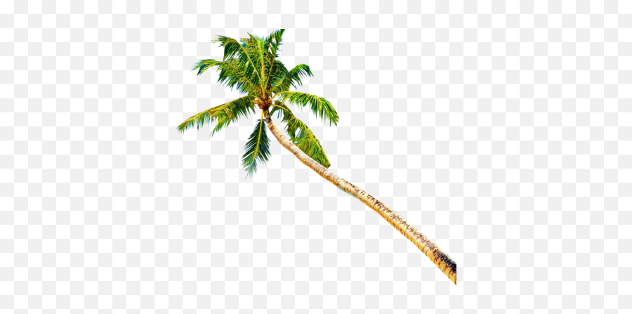 Palm Tree Beach Png Palm Tree - Palm Tree Beach Png Emoji,Palm Branch Png