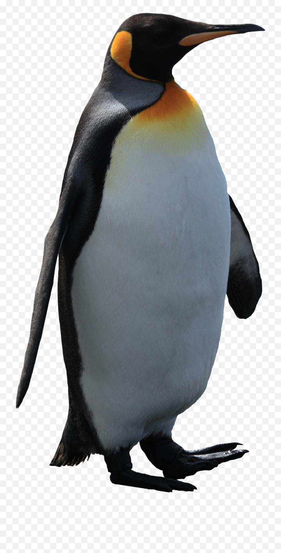 Emperor Penguin Bird Penguins Of The - Penguin Transparent Background Emoji,Penguin Png