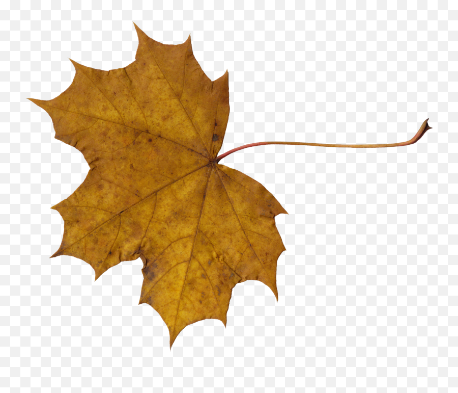 10 Maple Leaves Transparent - Maple Leaf Texture Png Emoji,Leaves Png