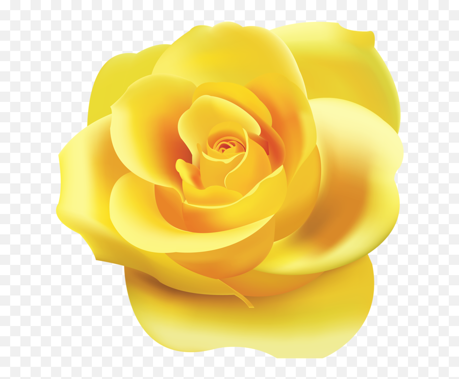 Download Hd Png Roses - Yellow Rose Clipart Png Transparent Rose Yellow Colour Png Emoji,Rose Clipart Png