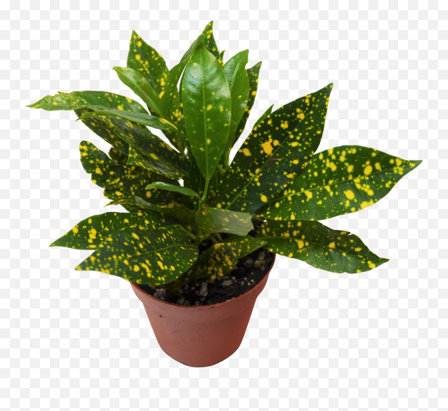 Croton Gold Dust - Codiaeum Variegatum U2014 Spoiled Plants Emoji,Gold Dust Png